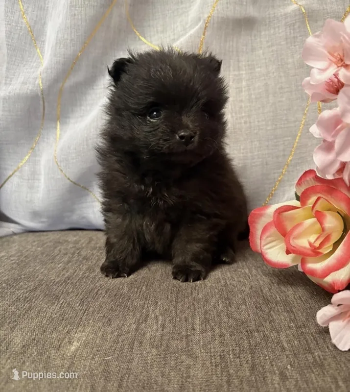 Ozzie – Pomeranian puppy for sale in Denver, CO