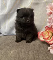 Ozzie, a male Pomeranian for sale in Denver, CO – Photo 1 of 3