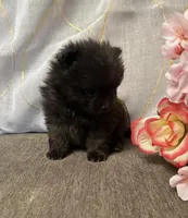 Ozzie, a male Pomeranian for sale in Denver, CO – Photo 3 of 3