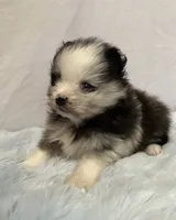Bluey, a male Pomeranian for sale in Denver, CO – 2 of 5