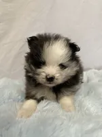 Bluey, a male Pomeranian for sale in Denver, CO – 4 of 5