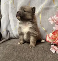 Wolfie, a male Pomeranian for sale in Denver, CO – Photo 2 of 3