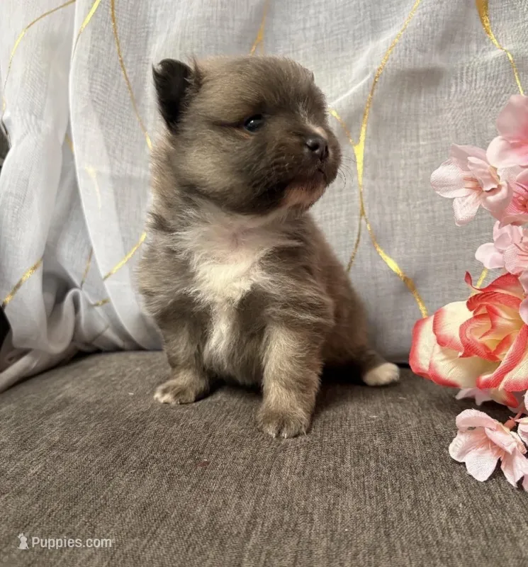 Wolfie – Pomeranian puppy for sale in Denver, CO