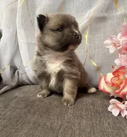 Wolfie, a male Pomeranian for sale in Denver, CO – Photo 1 of 3