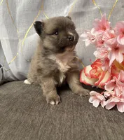 Wolfie, a male Pomeranian for sale in Denver, CO – Photo 3 of 3