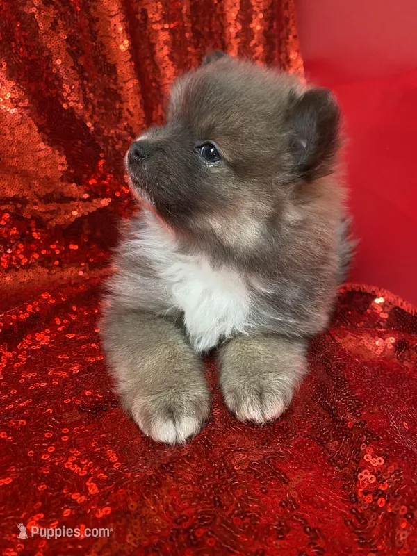 Wolfie – Pomeranian puppy for sale in Denver, CO
