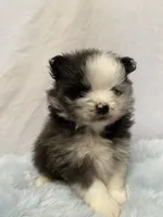 Bluey, a male Pomeranian for sale in Denver, CO – 3 of 5