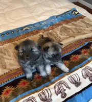 Teddy, a female Keeshond for sale in Denver, CO – 3 of 3