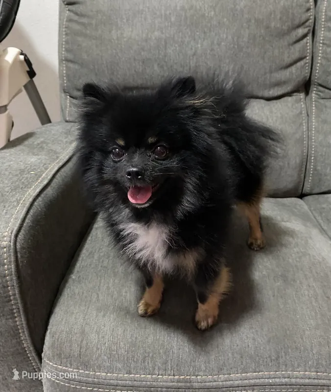 Xayne  – Pomeranian puppy for sale in Denver, CO