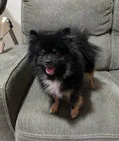 Xayne , a male Pomeranian for sale in Denver, CO – 1 of 1