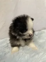 Bluey, a male Pomeranian for sale in Denver, CO – 5 of 5