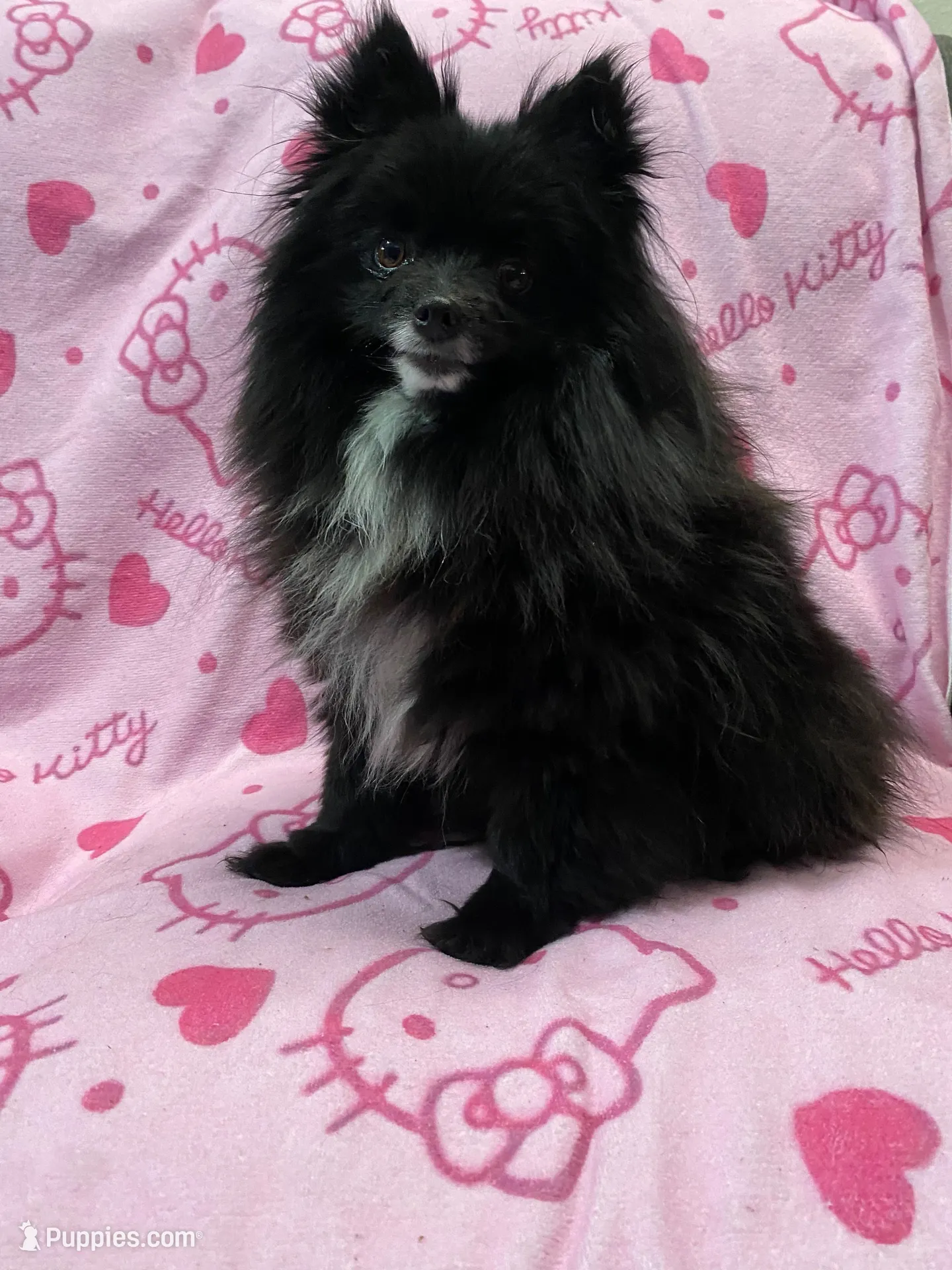 Suki – Pomeranian puppy for sale in Denver, CO