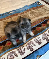Mochi , a female Keeshond for sale in Denver, CO – 3 of 3