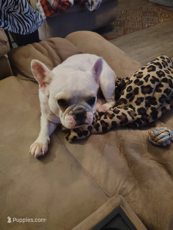 Sugar  – French Bulldog puppy for sale in Smithville, TX