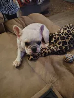Sugar , a female French Bulldog for sale in Smithville, TX – 1 of 3