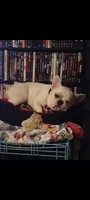 Sugar , a female French Bulldog for sale in Smithville, TX – 3 of 3