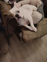 Sugar , a female French Bulldog for sale in Smithville, TX – 2 of 3