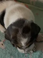 Bella , a female Basset Hound for sale in Edgar Springs, MO – Photo 4 of 6