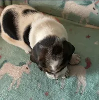 Bella , a female Basset Hound for sale in Edgar Springs, MO – Photo 6 of 6