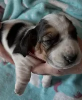 Bella , a female Basset Hound for sale in Edgar Springs, MO – Photo 2 of 6