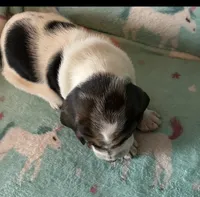 Bella , a female Basset Hound for sale in Edgar Springs, MO – Photo 5 of 6