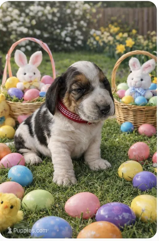 Bella  – Basset Hound puppy for sale in Edgar Springs, MO