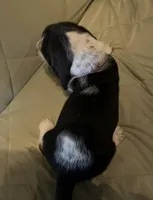 Lulu, a female Basset Hound for sale in Edgar Springs, MO – Photo 7 of 9