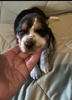 Lulu, a female Basset Hound for sale in Edgar Springs, MO – Photo 4 of 9