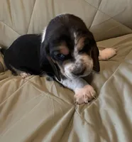 Lulu, a female Basset Hound for sale in Edgar Springs, MO – Photo 2 of 9