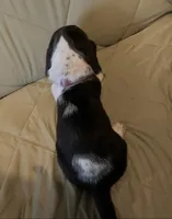 Lulu, a female Basset Hound for sale in Edgar Springs, MO – Photo 6 of 9