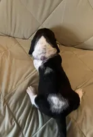 Lulu, a female Basset Hound for sale in Edgar Springs, MO – Photo 3 of 9