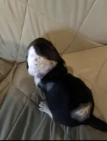 Lulu, a female Basset Hound for sale in Edgar Springs, MO – Photo 8 of 9