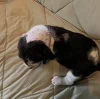 Lulu, a female Basset Hound for sale in Edgar Springs, MO – Photo 9 of 9