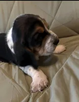 Lulu, a female Basset Hound for sale in Edgar Springs, MO – Photo 5 of 9