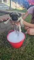 Trooper , a male Pug for sale in Riverside, CA – 2 of 2