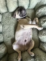 Trooper , a male Pug for sale in Riverside, CA – 1 of 2