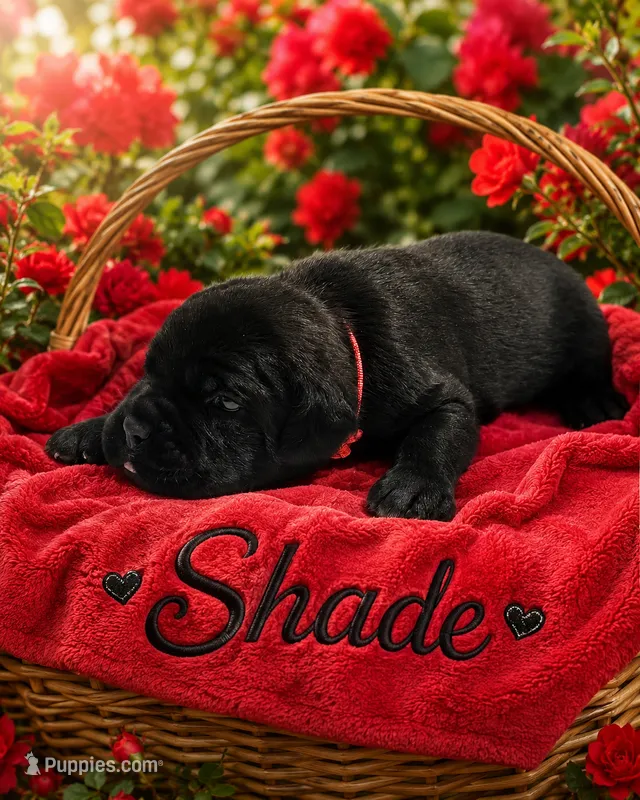 Shade – Cane Corso puppy for sale in El Paso, TX