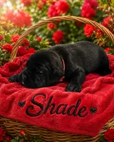 Shade, a male Cane Corso for sale in El Paso, TX – 1 of 3