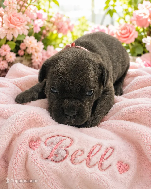 Bell – Cane Corso puppy for sale in El Paso, TX
