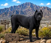 Bell, a female Cane Corso for sale in El Paso, TX – 2 of 3