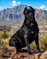 Echo , a male Cane Corso for sale in El Paso, TX – 3 of 3