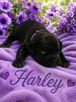 Harley, a female Cane Corso for sale in El Paso, TX – 1 of 3