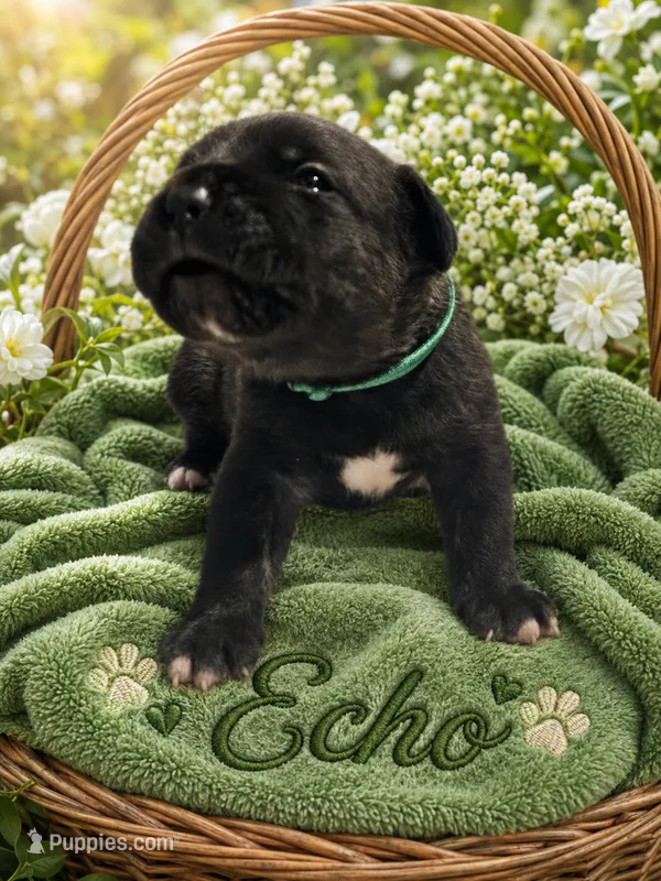 Echo  – Cane Corso puppy for sale in El Paso, TX