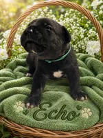 Echo , a male Cane Corso for sale in El Paso, TX – 1 of 3