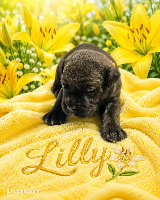 Lilly – Cane Corso puppy for sale in El Paso, TX