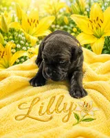 Lilly, a female Cane Corso for sale in El Paso, TX – 1 of 3