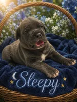 Sleepy, a male Cane Corso for sale in El Paso, TX – 1 of 3