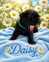 Daisy, a female Cane Corso for sale in El Paso, TX – 1 of 3
