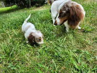 Butterscotch, a male Miniature Dachshund for sale in Steelville, MO – 5 of 7