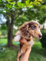 Tinkles, a female Miniature Dachshund for sale in Steelville, MO – 5 of 6